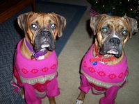 Christmas Sweaters!