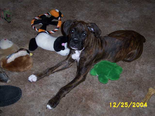 Christmas Toys!