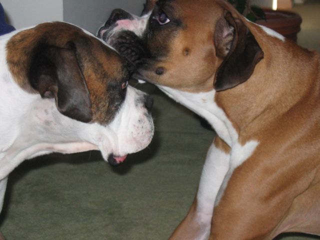 Christmas with Pete's Cousin - Brutus