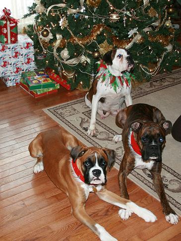 Christmas_boxers