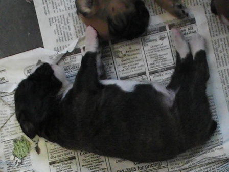 Chubby Brindle Baby