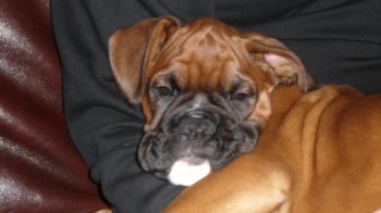 Chubby chops