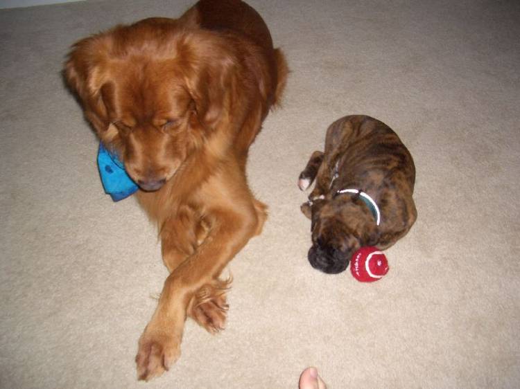 Chunk with his big brother, Gus