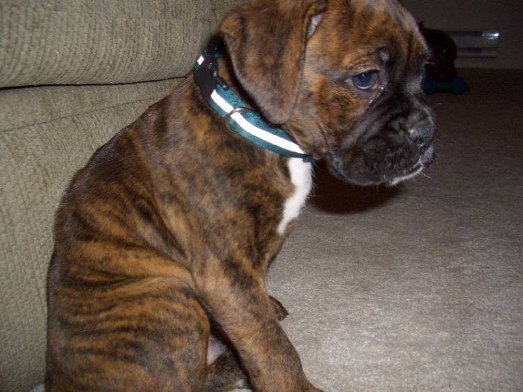 Chunk's Puppy Pics