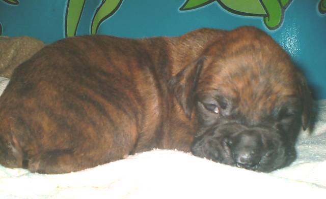 Chuvalo 2 wks
