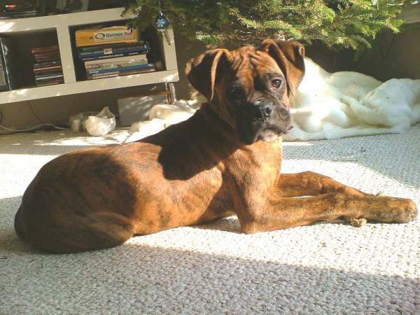 Chuvalo's 1st Christmas