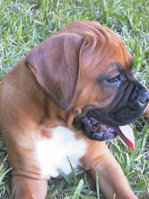 Chuy!