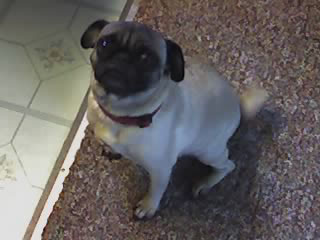Chyna the Pug