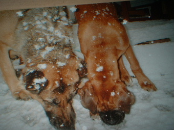 Cin And Brandy Snow