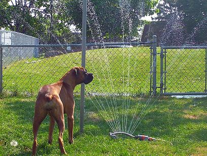 Cin and the sprinkler