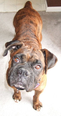 Cinder the Boxer