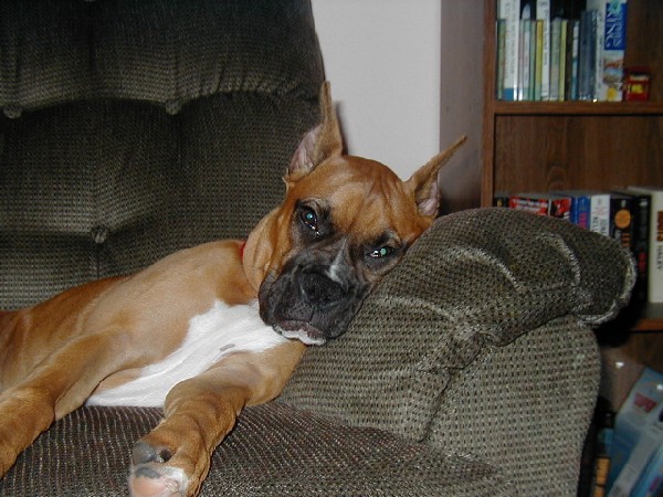 Cinnamon 5 1/2 Months has run of the house