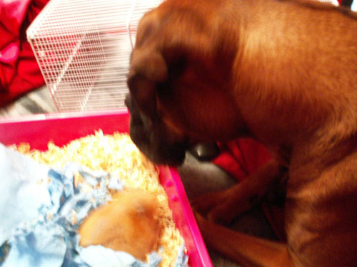 Cinnamon and Porkchop