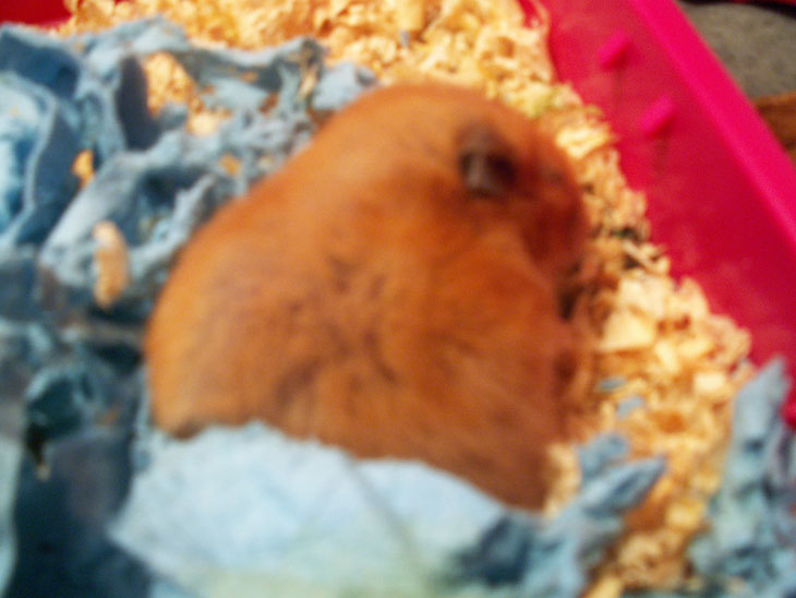 Cinnamon and Porkchop
