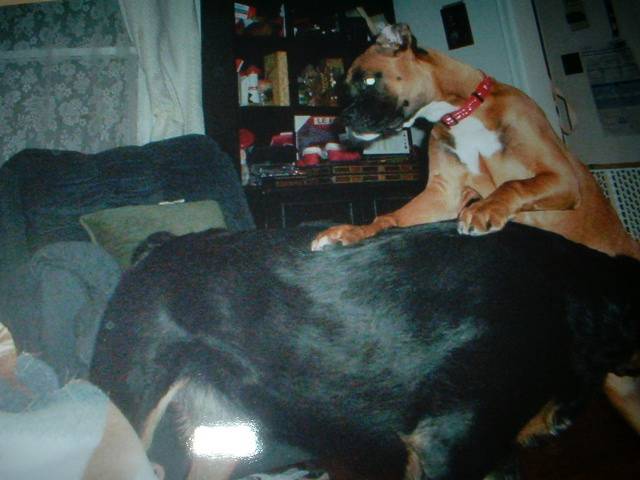 Cinnamon and Zeppelin