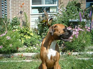 Cinnamon in the garden
