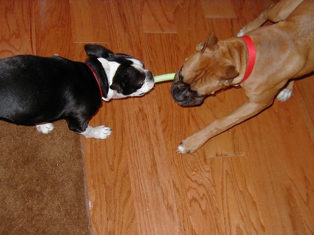Cinnamon&Sassy tug of war