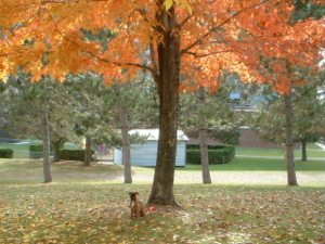 Cinnamon's 1st fall
