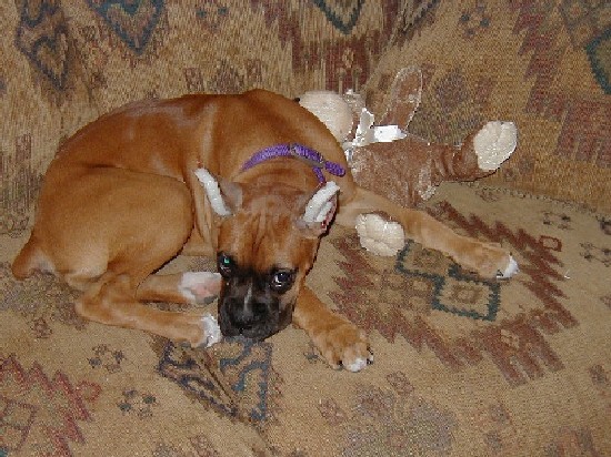 Cinnamons Ears
