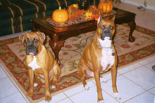 Cisco and Leila - It's Fall!