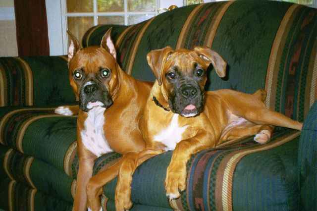 Cisco & Leila - Gorgeous