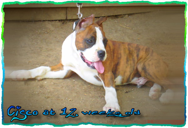 Cisco