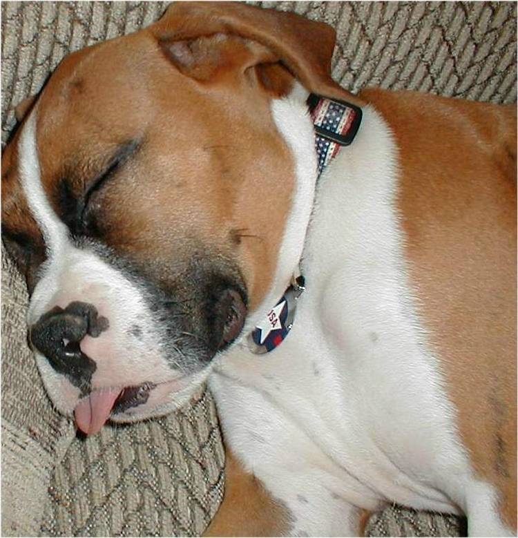 Cisco_sleeping_with_tongue_out