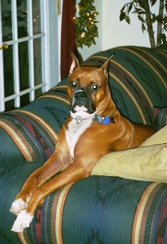 Ciscos favorite sitting spot