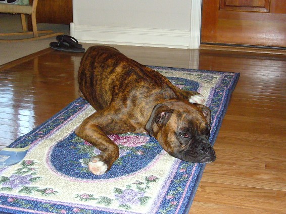 Clare testing the new rug....even before the tags are off!