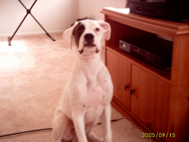 Clean_pup