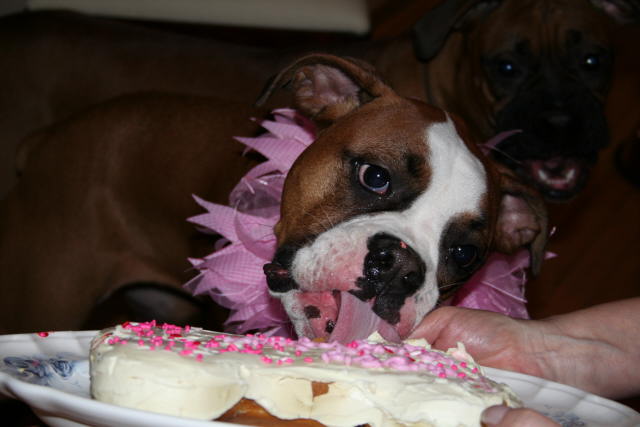 Cleo_s_Bday2