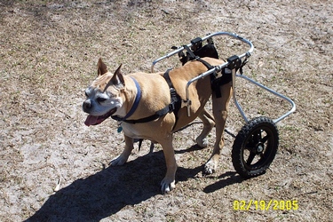 Cleo's new wheels - Mobile again