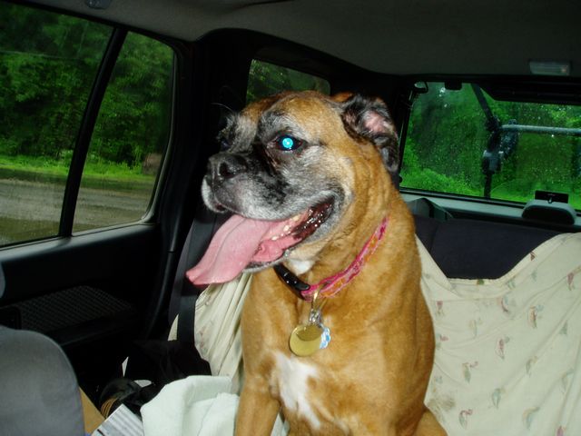 Clio after running around in the rain