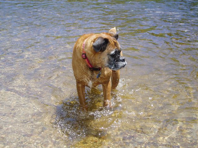 Clio in the river at the dog park