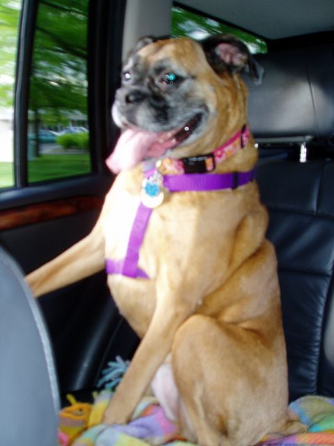 Clio taking a car ride