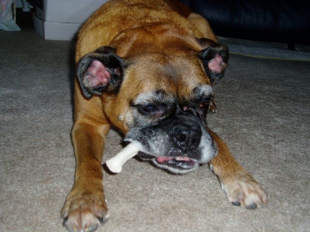 Clio with her raw hide