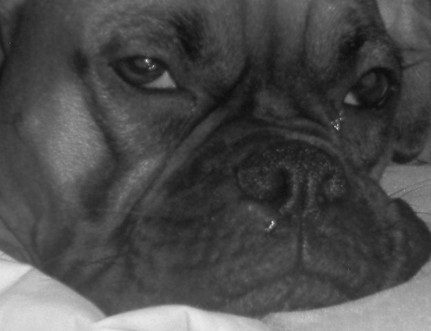 close up black and white