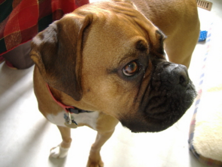 Close Up Chester