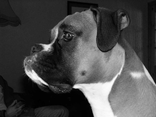 Close up head shot 2