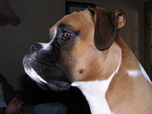 Close up head shot 3