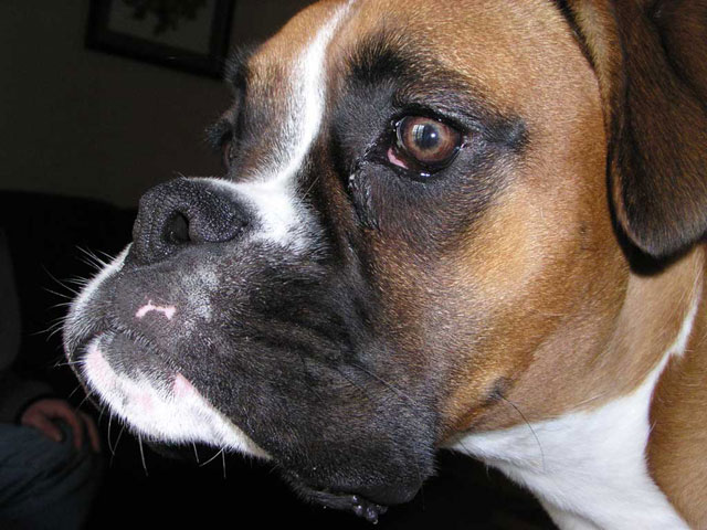 Close up head shot 4