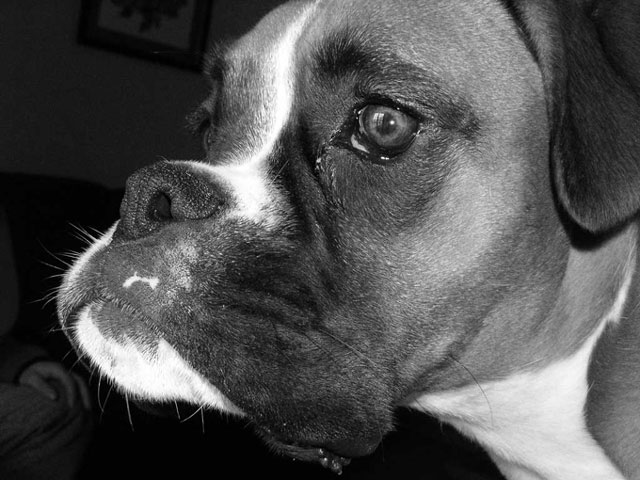 Close up head shot