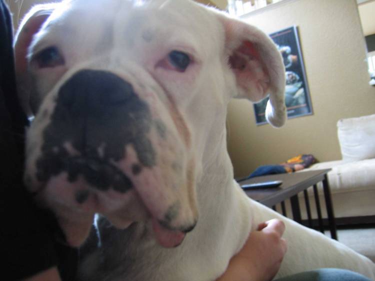 Close up of Abby