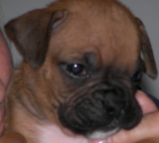 Close up of Bruiser
