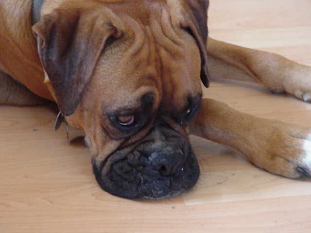 Close up of Eli