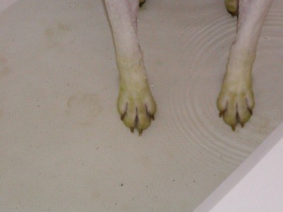 Close-up of Green feet