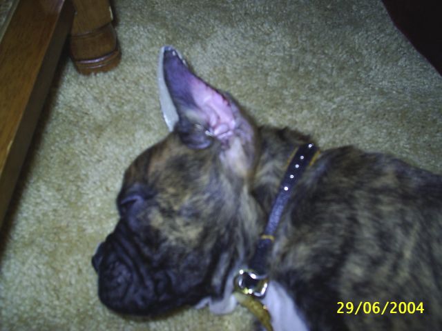 Close-Up Of Jag's Newly Cropped Ears