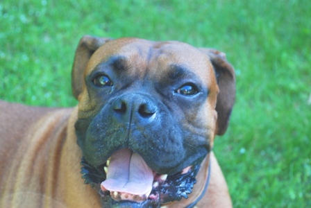 Close up of my new buddy, Rock