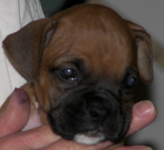 Close up of No-White