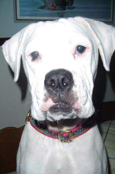 Close-up of the beautiful Annie girl